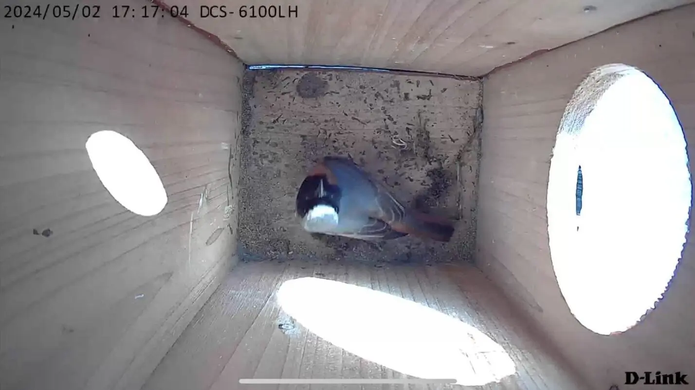 The Wi-Fi Birdhouse Project: Three summers of backyard telemetry